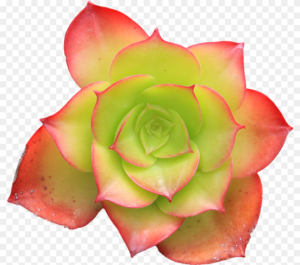 Pixel Plants Tumblr Background Succulent, Flower, Petal, Plant, Rose Free Transparent Png