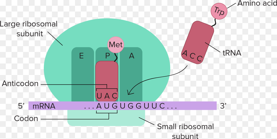 Plant Cell Clipart Free Transparent Png