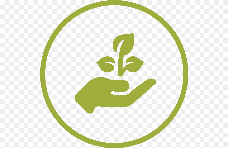 Transparent Plant In Hand Icon, Herbal, Herbs, Leaf, Green Png