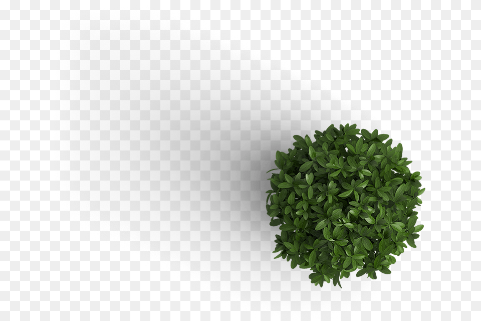 Plant Plant Top View, Green, Potted Plant, Vegetation, Herbs Free Transparent Png