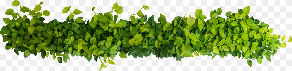 Transparent Plant Seeds Clipart Bush Top View, Green, Leaf, Vine, Potted Plant Png