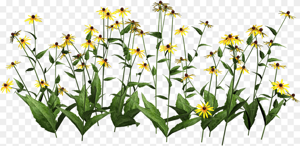 Transparent Plant Stem Cut Out Flowers Photoshop, Daisy, Flower, Acanthaceae, Leaf Png Image