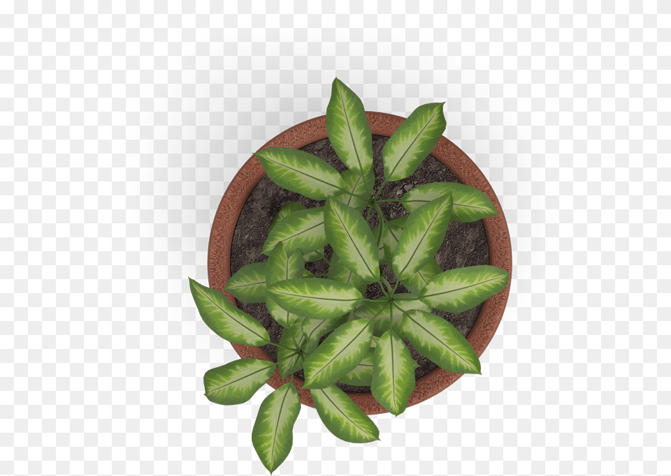 Transparent Plant Top View, Leaf, Potted Plant, Herbal, Herbs Free Png