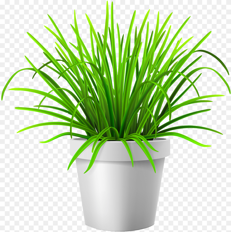 Transparent Plant Vector Grass In Vase Free Png Download