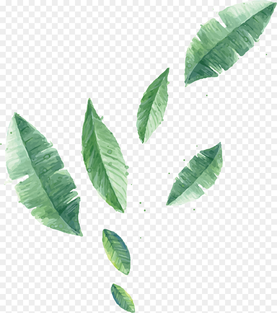 Transparent Plant Vector With Different Leaf Sizes Folha Banana Png