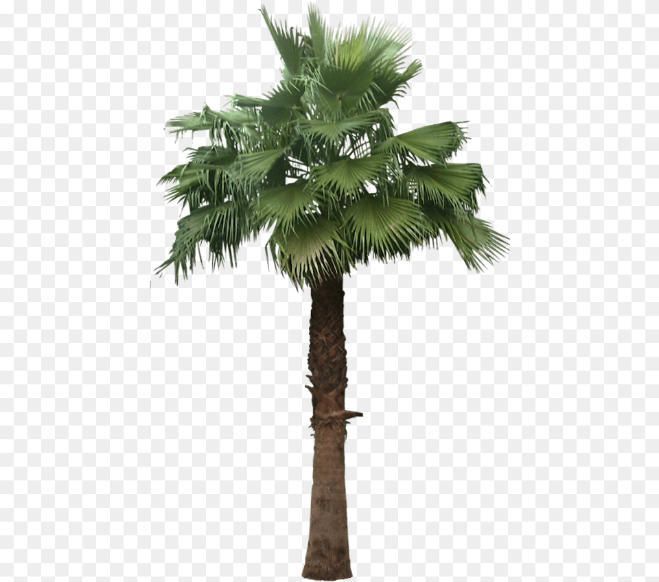 Transparent Plants For Photoshop Washingtonia Robusta, Palm Tree, Plant, Tree Free Png Download