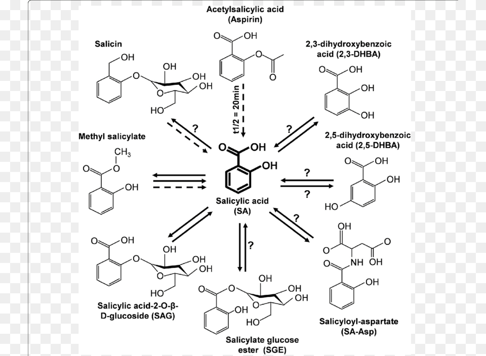 Transparent Plants In Plan Salicylic Acid Metabolism, Diagram Free Png Download