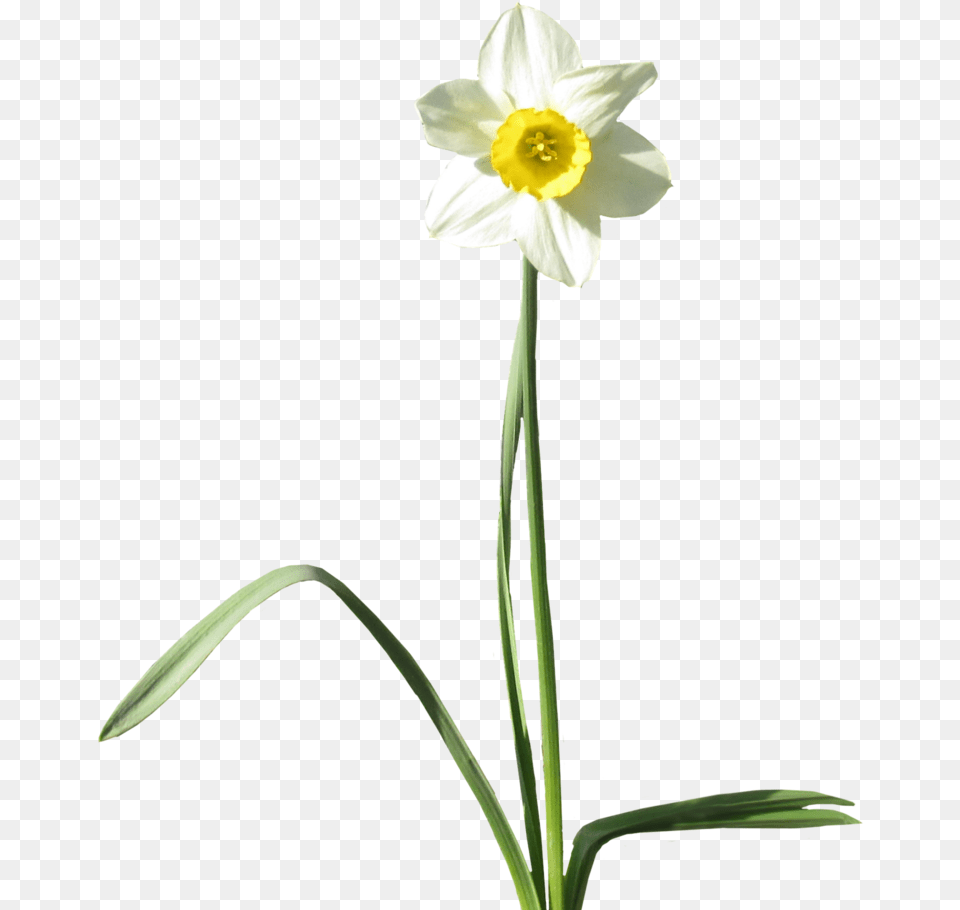 Transparent Plants Transparent Background Daffodil, Flower, Plant Free Png