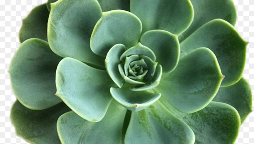 Transparent Plants Tumblr Succulent, Plant, Potted Plant, Leaf, Flower Png Image