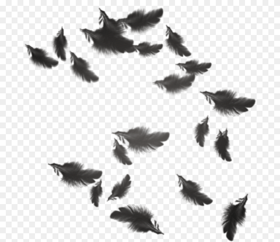 Transparent Plumas Black Feathers Floating, Leaf, Plant, Silhouette, Animal Png