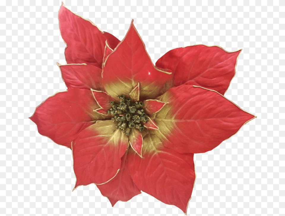 Transparent Poinsettia Poinsettia, Anther, Dahlia, Flower, Leaf Png Image