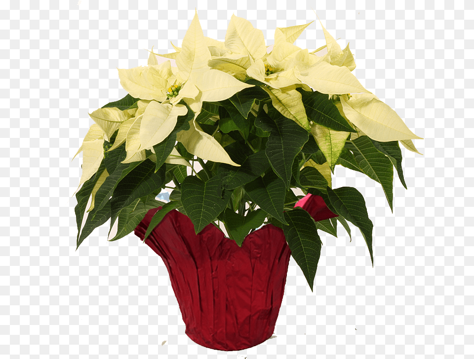 Transparent Poinsettia Poinsettia, Flower, Flower Arrangement, Flower Bouquet, Leaf Png