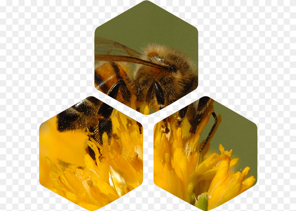 Transparent Pollen California Honey Bee, Animal, Honey Bee, Insect, Invertebrate Free Png