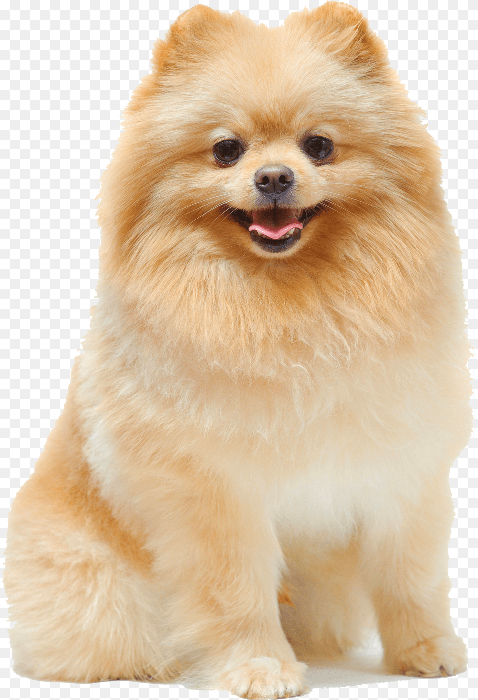 Transparent Pomeranian Female Pomeranian Dog, Animal, Canine, Mammal, Pet Free Png