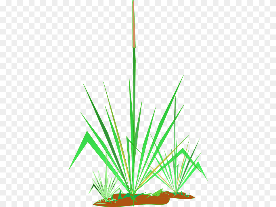 Pond Clipart Clipart, Grass, Plant, Agropyron, Machine Free Transparent Png