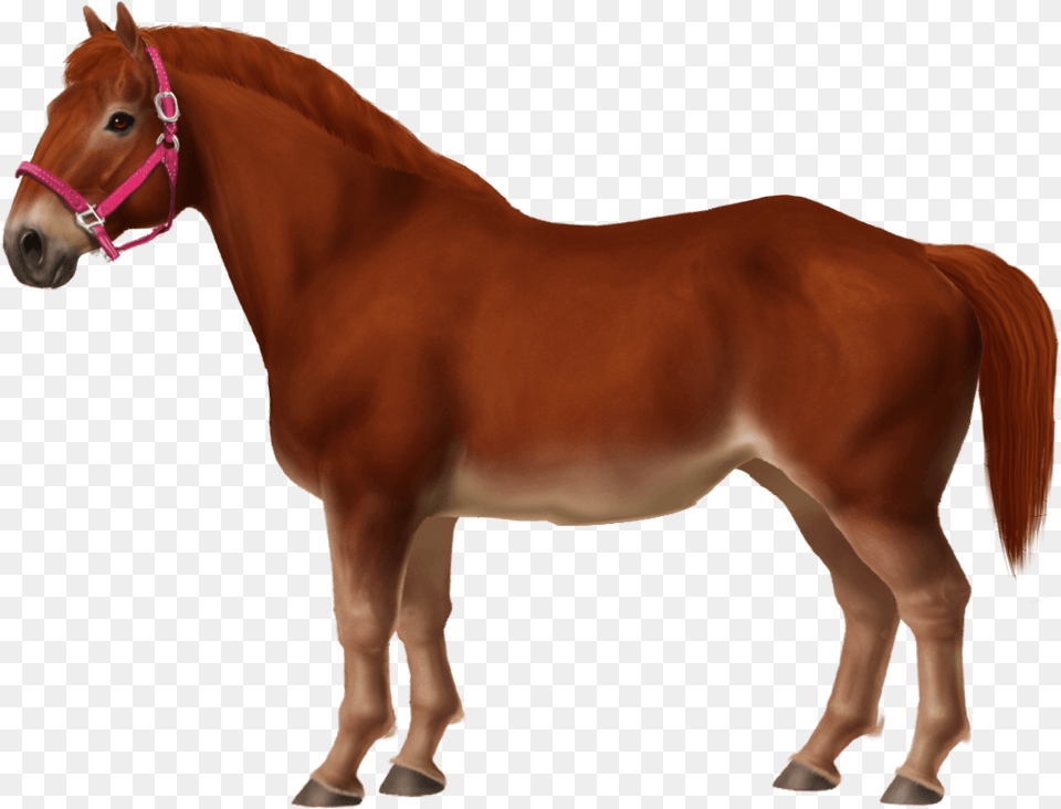 Transparent Pony Horse, Animal, Colt Horse, Mammal Free Png Download