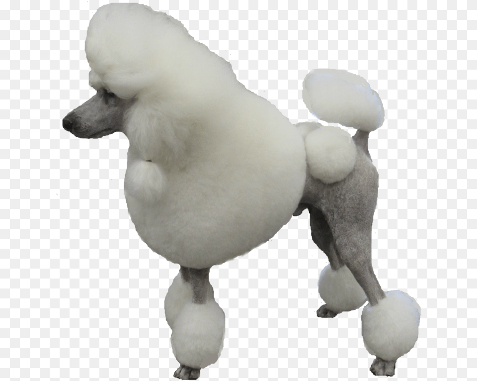 Poodle Standard Poodle, Animal, Canine, Dog, Mammal Free Transparent Png