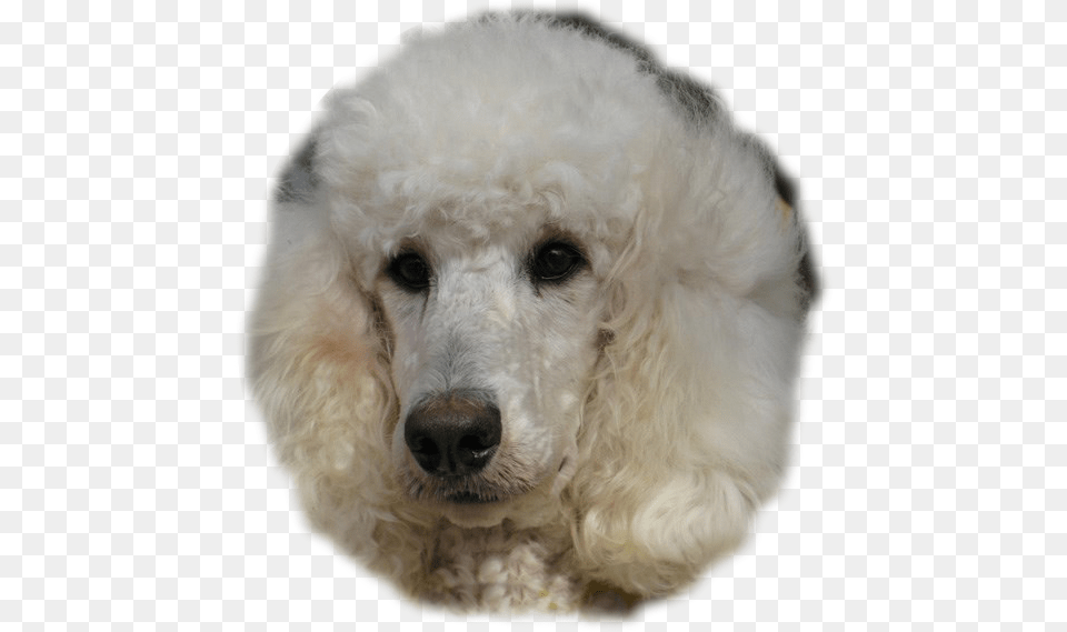 Transparent Poodle Standard Poodle, Animal, Canine, Dog, Mammal Png