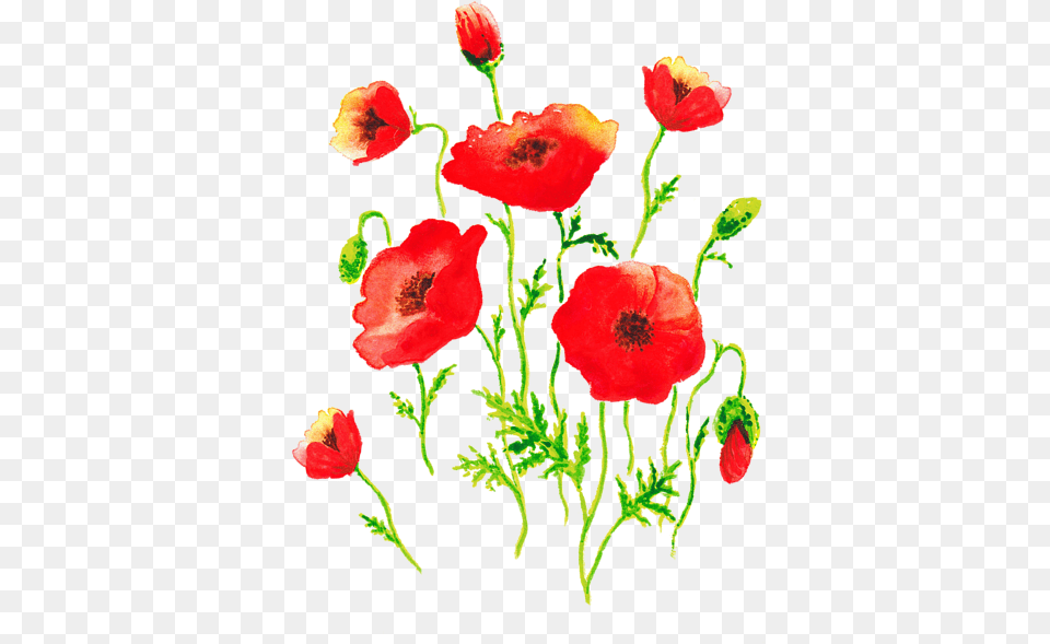 Transparent Poppies, Flower, Plant, Poppy, Rose Png Image