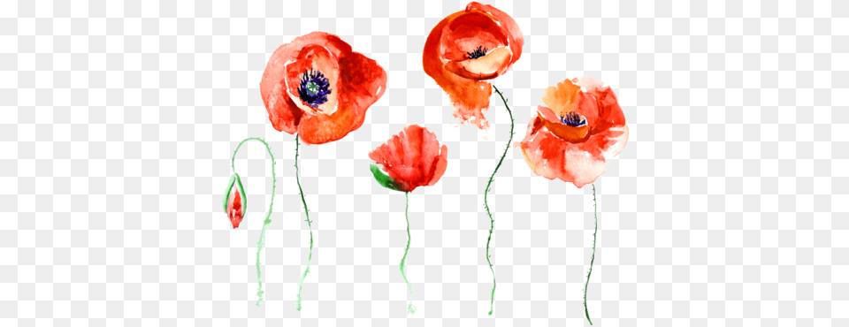 Poppy Flower Watercolor Flowers Tumblr, Plant, Rose Free Transparent Png