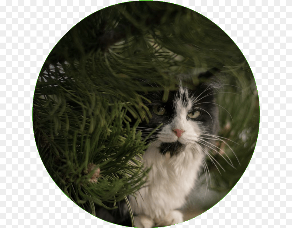 Transparent Possum Asian, Plant, Tree, Animal, Cat Free Png
