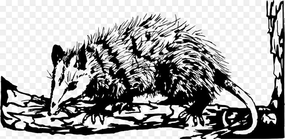 Transparent Possum Possum Black And White Clipart, Gray Png