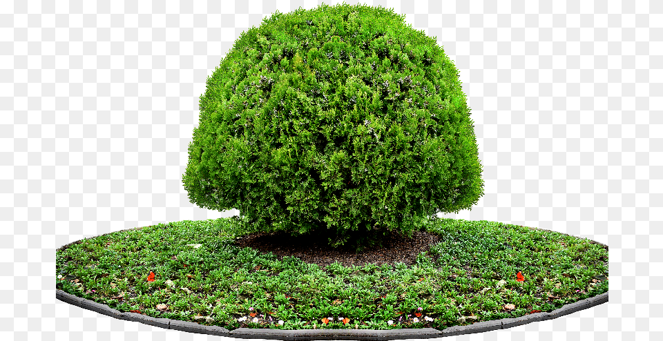 Transparent Pot Plant For Photoshop Trees, Vegetation, Conifer, Tree, Moss Free Png