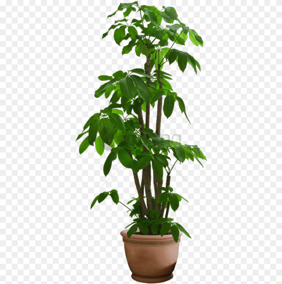 Transparent Pot Plant Transparent Background House Plant, Leaf, Potted Plant, Tree, Green Free Png