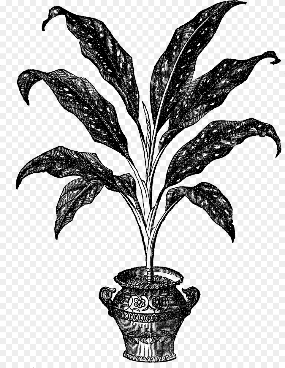 Transparent Potted Plant Potted Plant Illustration Transparent, Silhouette Free Png