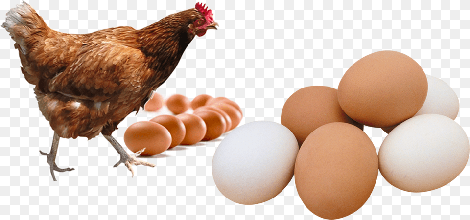 Poultry Chicken, Animal, Bird, Egg, Food Free Transparent Png