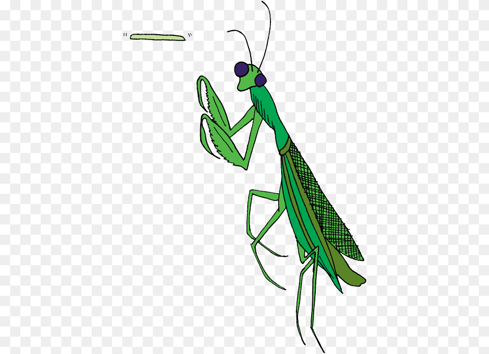 Transparent Praying Mantis Clip Art Insect, Animal, Invertebrate, Person Free Png Download