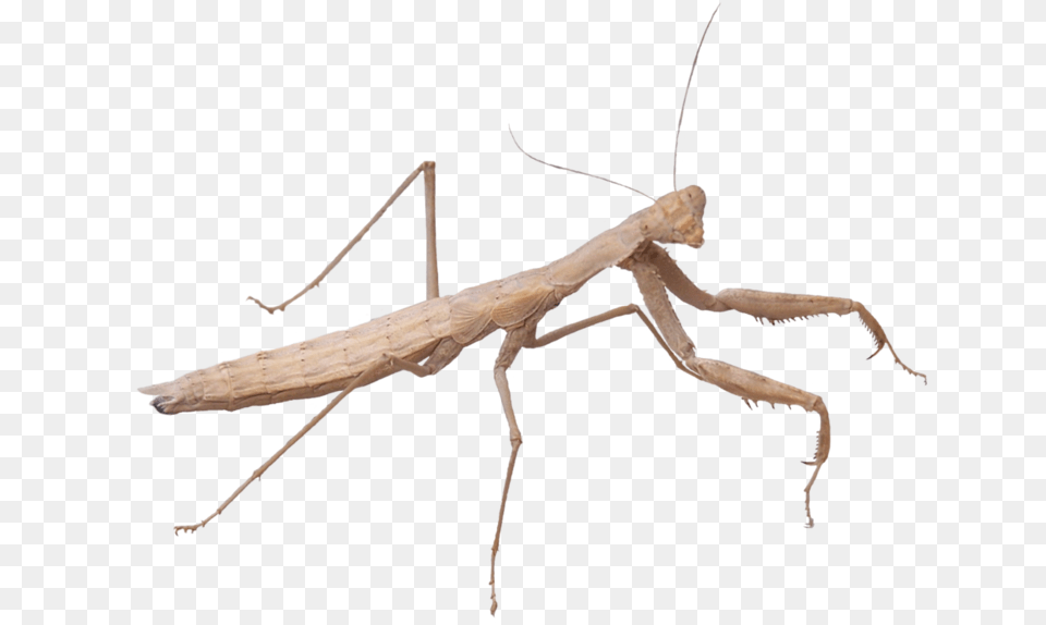 Transparent Praying Mantis Clipart Walking Stick Insect, Animal, Invertebrate Png Image