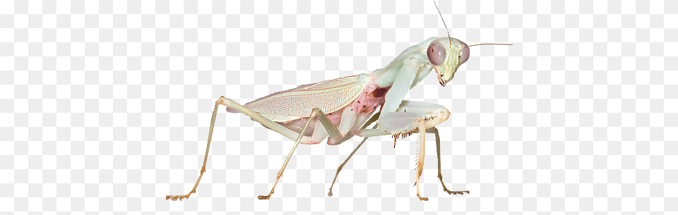 Transparent Praying Mantis Mantis Transparent Praying Hierodula Salomonis, Animal, Insect, Invertebrate, Cricket Insect Free Png Download