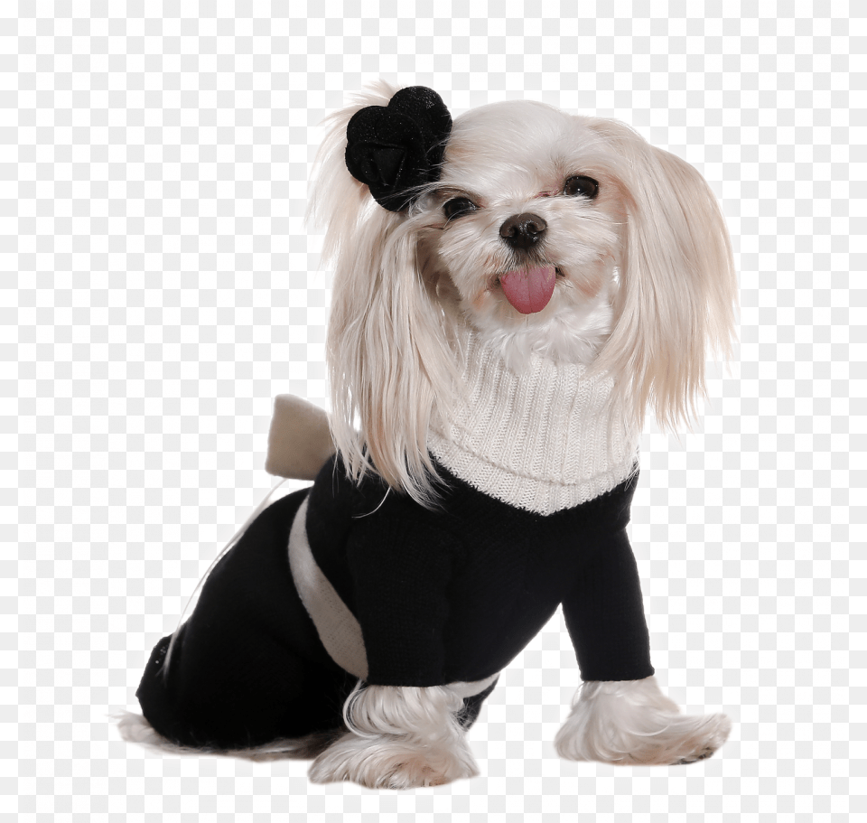 Princess Dress Dog Costume Background, Animal, Canine, Mammal, Pet Free Transparent Png