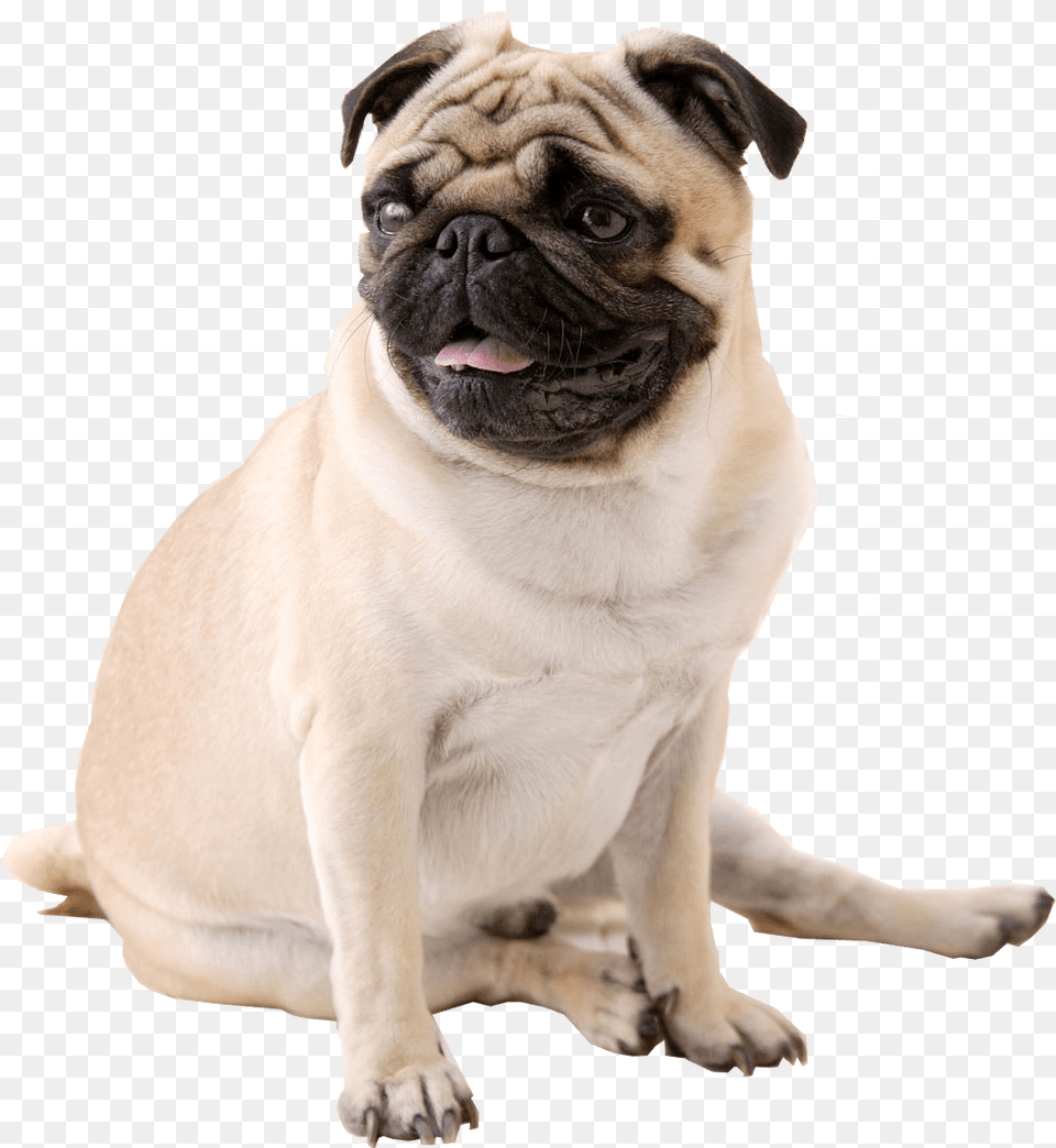 Transparent Pug, Animal, Canine, Dog, Mammal Png