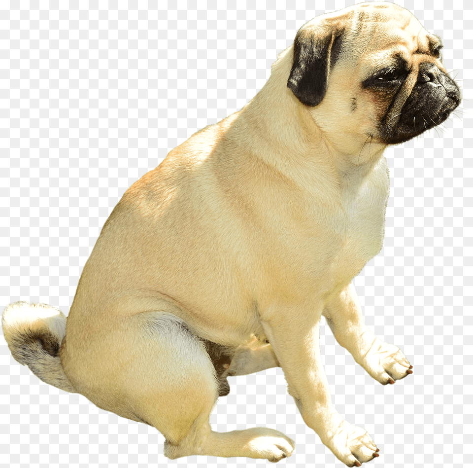 Transparent Pug Clipart Transparent Background Pug, Animal, Canine, Dog, Mammal Free Png Download