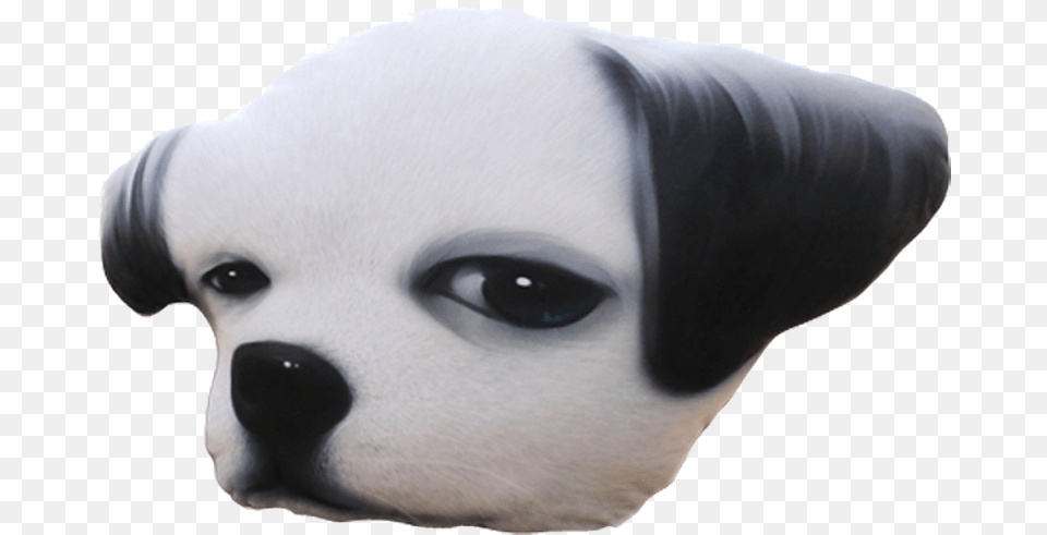 Transparent Pug Head Panda, Adult, Person, Woman, Female Free Png Download