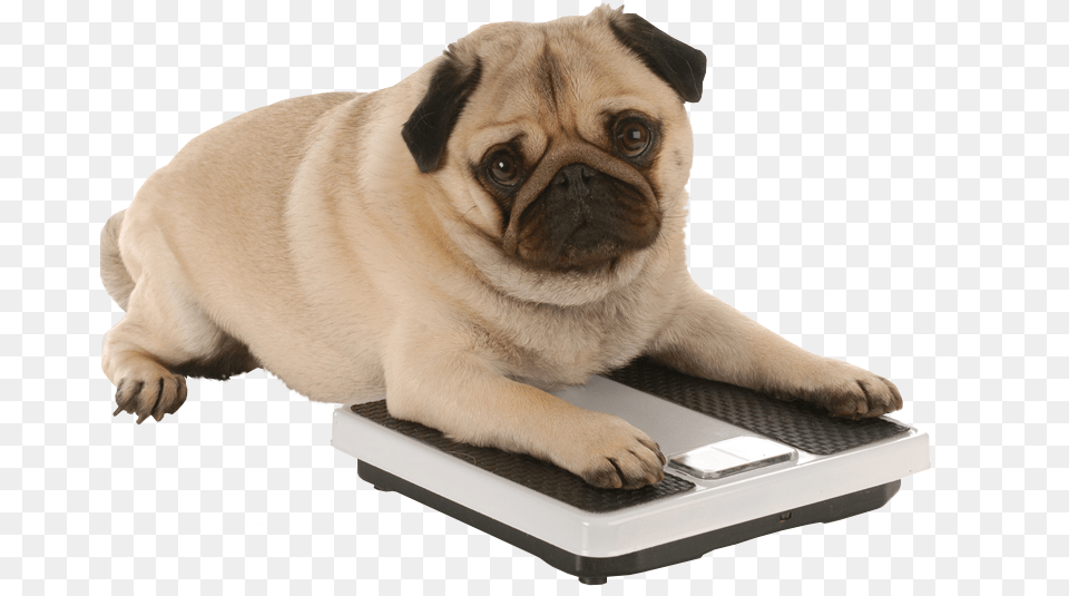 Transparent Pugs Am I Fat New Resolutions For Pets, Animal, Canine, Dog, Mammal Png Image