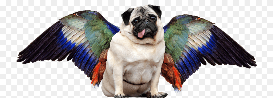 Transparent Pugs Flying Dog No Background, Animal, Bird, Canine, Mammal Free Png Download