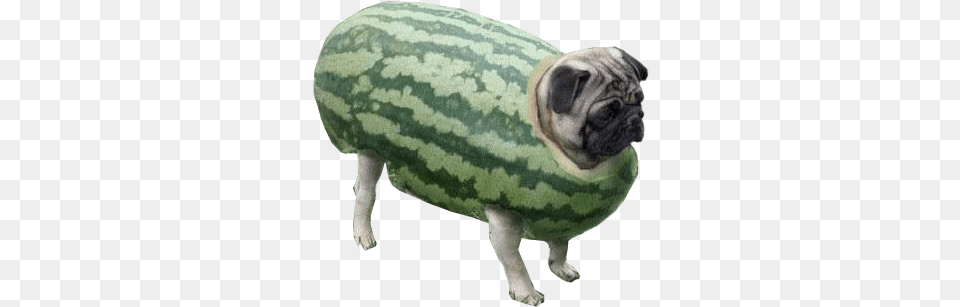 Transparent Pugs Watermelon Doggo, Produce, Plant, Food, Fruit Png