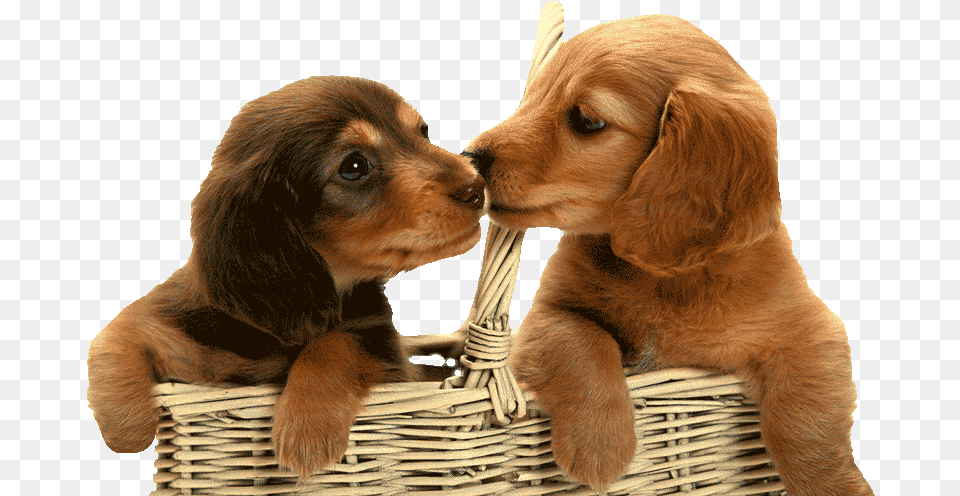 Puppies Basket Of Puppies, Animal, Canine, Dog, Mammal Free Transparent Png