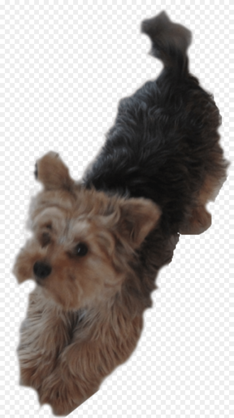 Puppy Clipart Clipart Yorkie Dog, Animal, Canine, Mammal, Pet Free Transparent Png
