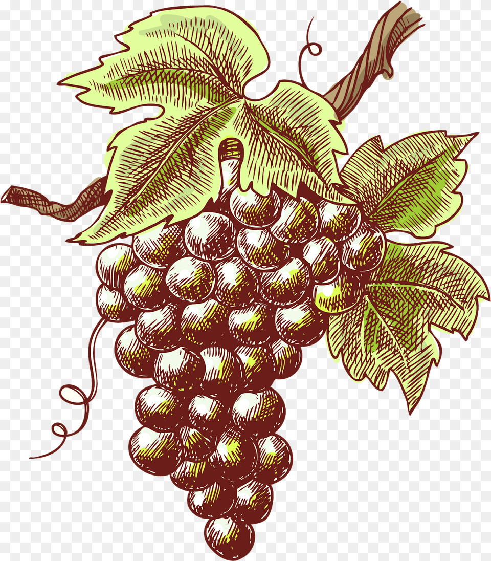 Transparent Purple Grape Clipart Grape Sketch, Food, Fruit, Grapes, Plant Free Png Download