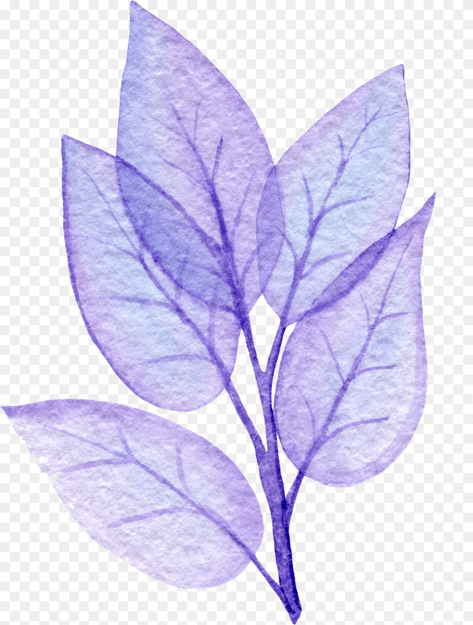 Transparent Purple Leaf No Line Tree Of Life Woman Twig, Plant, Herbal, Herbs, Annonaceae Free Png Download