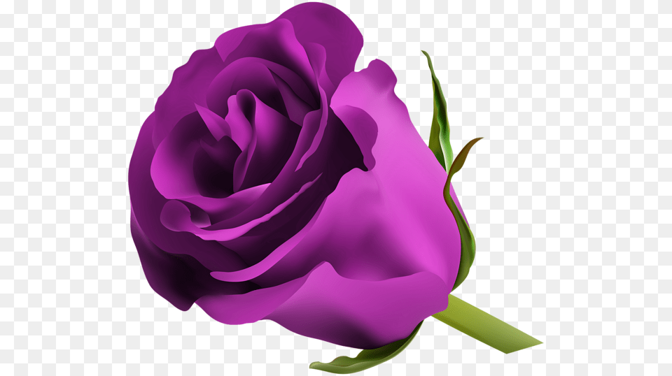 Transparent Purple Rose, Flower, Plant Free Png