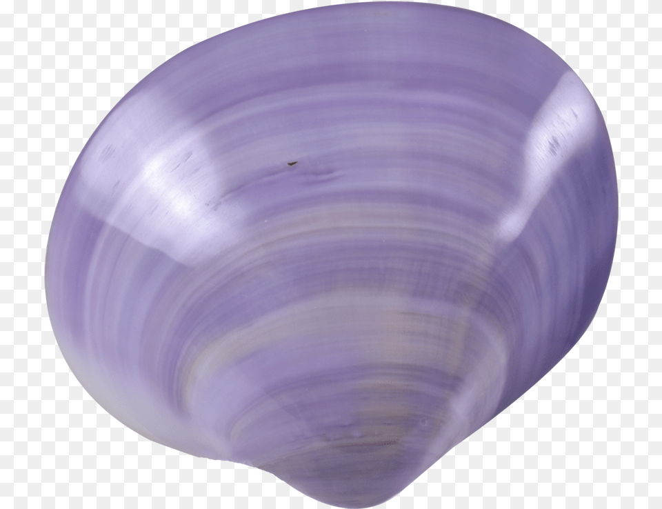 Transparent Purple Seashell Purple Seashell Transparent, Animal, Clam, Food, Invertebrate Png