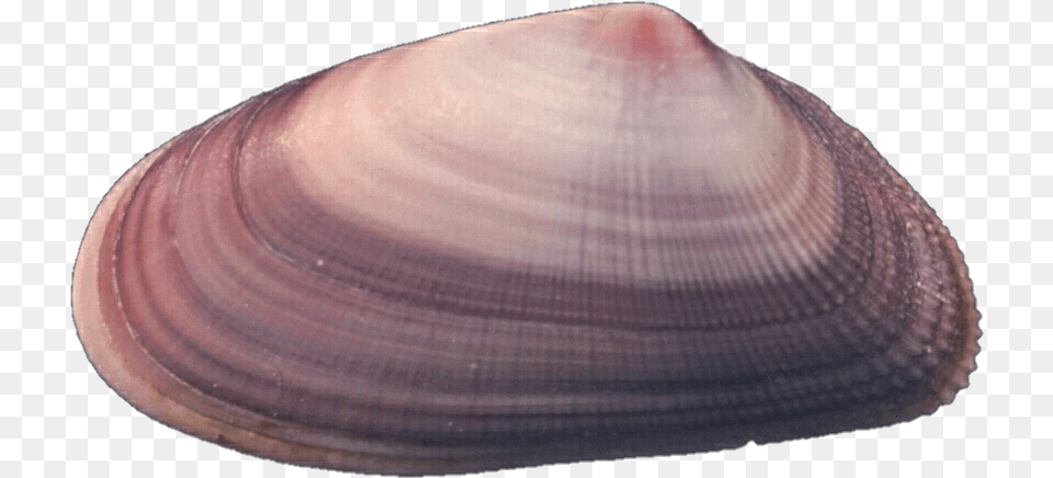 Purple Shell Baltic Clam, Animal, Food, Invertebrate, Sea Life Free Transparent Png