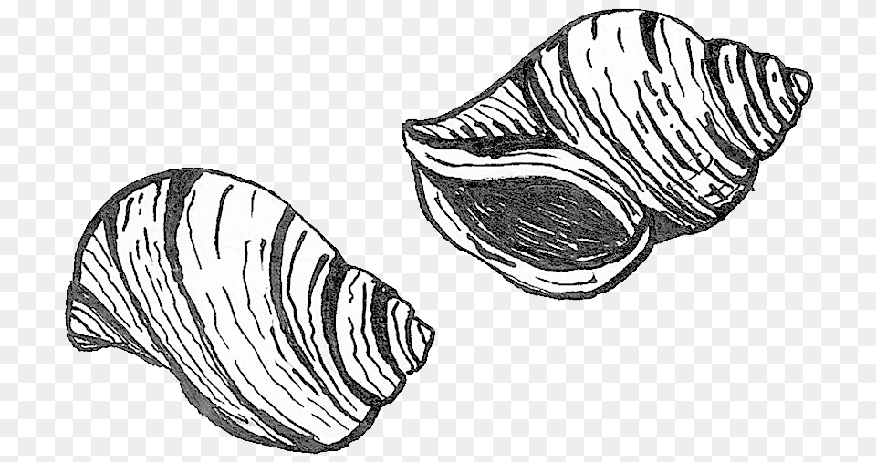 Transparent Purple Shell Sketch, Animal, Clam, Food, Invertebrate Free Png Download