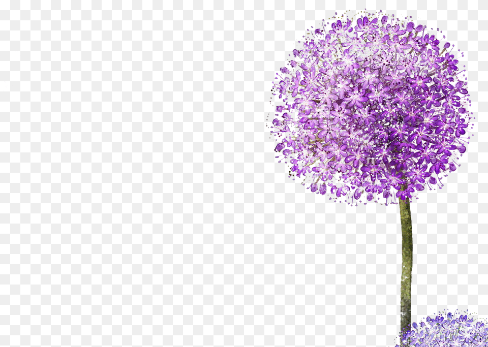 Transparent Purple Spring Flowers Drawing Colour, Flower, Plant, Allium Png Image