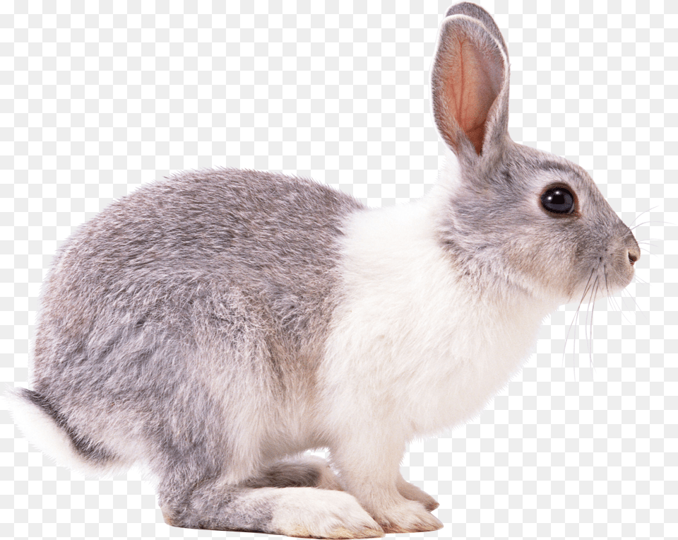 Transparent Rabbit Png Image